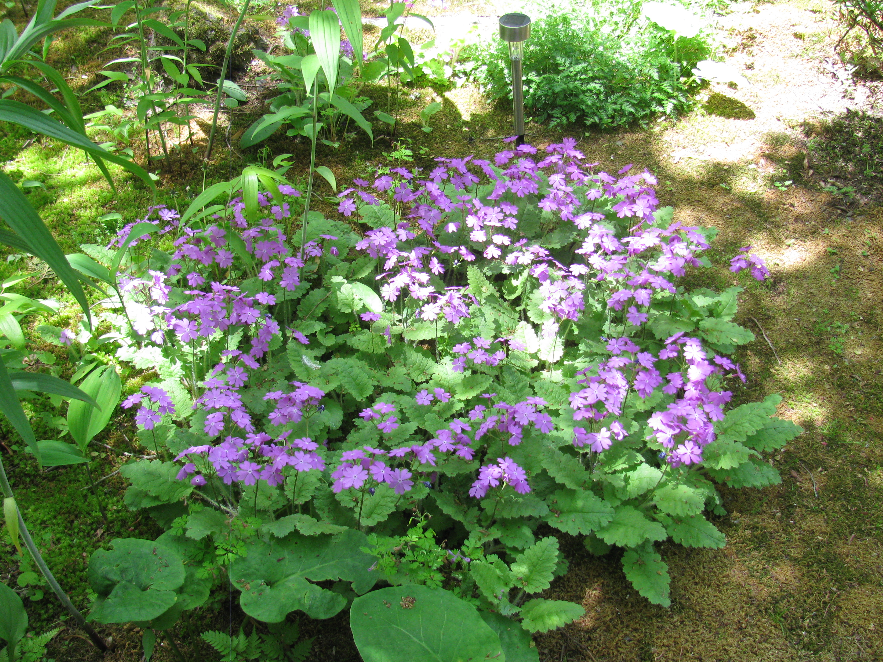 ノームの森の春、サクラソウの花