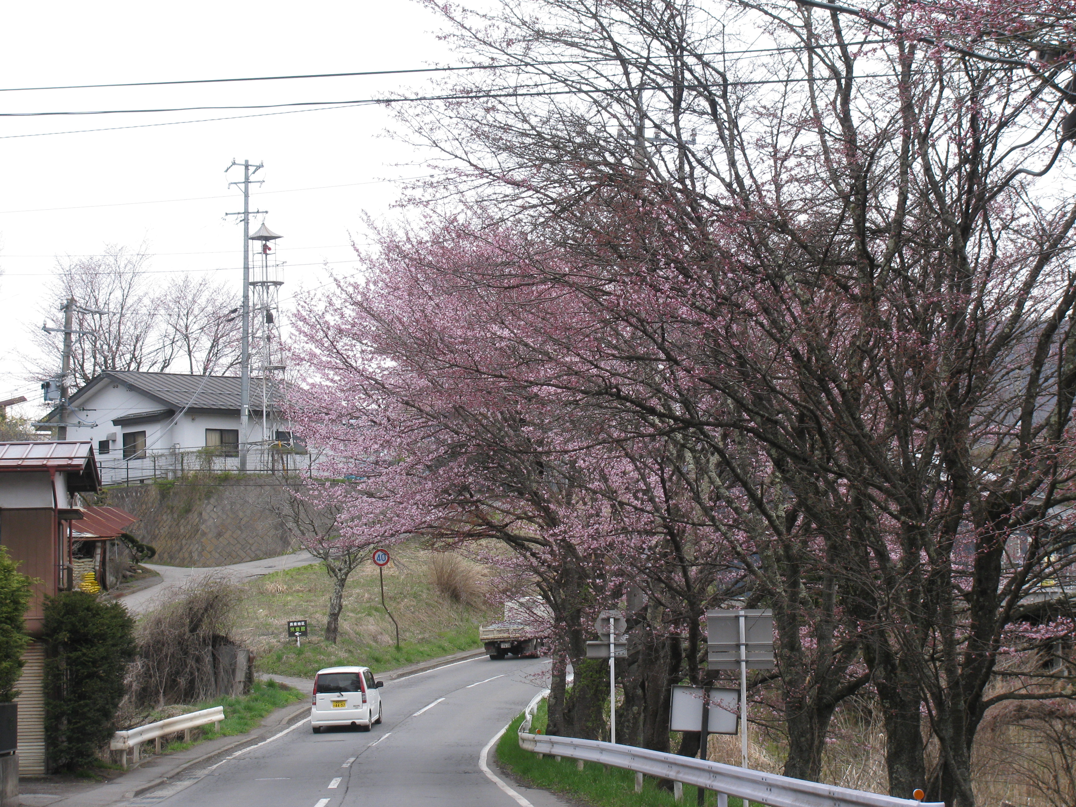 ノームの森の近くに春の桜