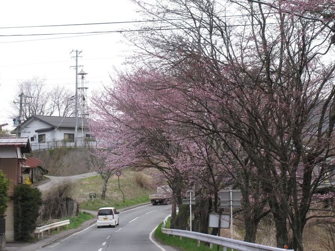 ノームの森の近くに春の桜