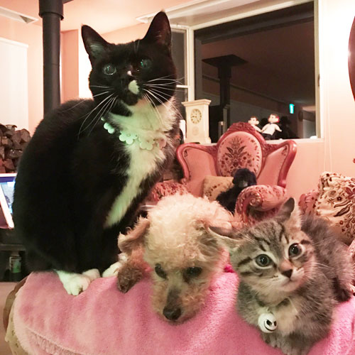 浅間高原ホテル 写真 動画 楽天トラベル