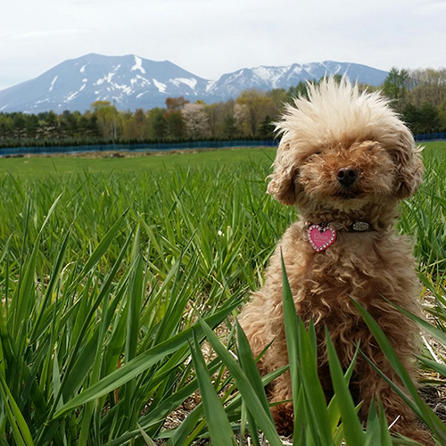 *看板犬えるもちゃん。浅間山をバッグにポーズ☆