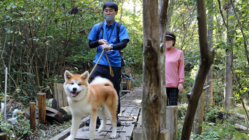 1泊2食付き「秋田犬と散歩」体験パック〜ヘルスツーリズム認証プログラム体験プラン〜