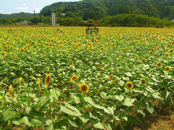 コンドミニアムとらや - 写真 190