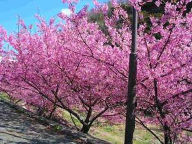 ２月中旬から始まる南の桜と菜の花祭り一足早く　伊豆で春を満喫してください。