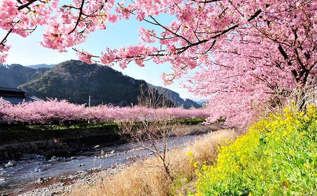 【みなみの桜と菜の花まつり】