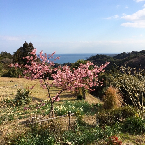 庭の河津桜と海