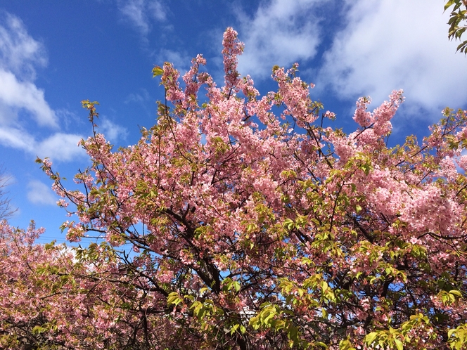 河津桜