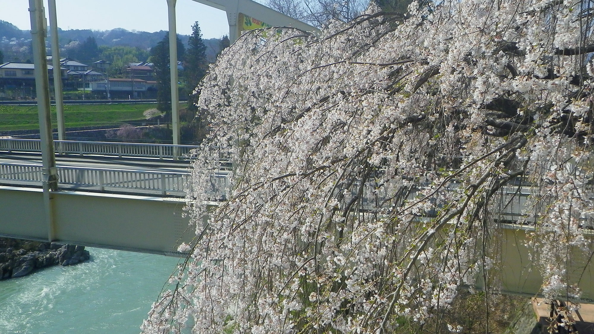 *【天竜峡/桜】春には美しい桜をご覧いただけます。