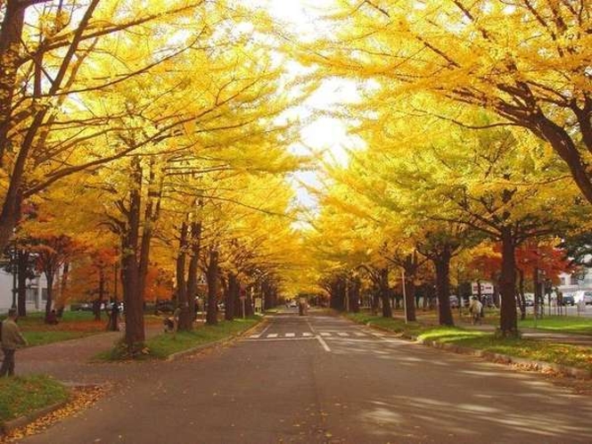 北海道大学 ポプラ並木