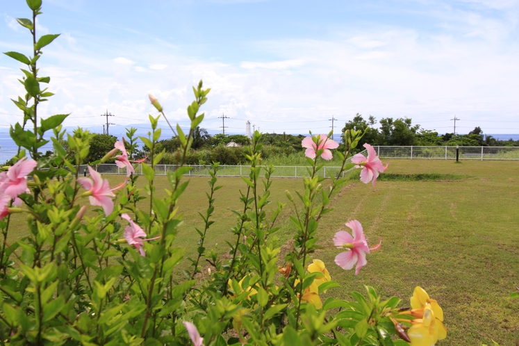 専用テラスの花