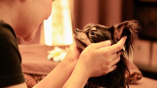 【楽天トラベルサマーSALE】夕食飲み放題付き愛犬と一緒の夜を愉しむプラン