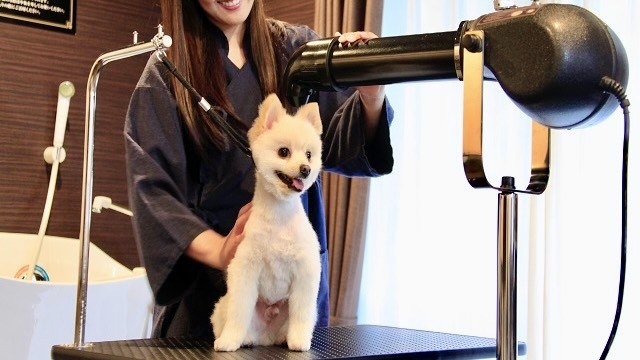 【楽天トラベルサマーSALE】天蓋付スイートルームで愛犬と一緒の夜を愉しむ　1泊2食夕食飲み放題付