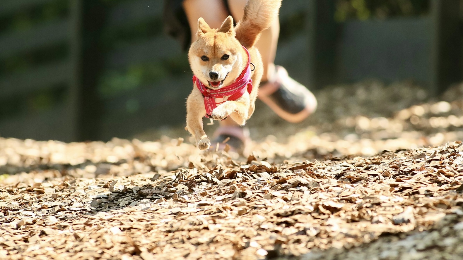 【LUXDAYSセール】愛犬と一緒の夜を愉しむ　1泊2食+ご夕食50種類以上の豊富な飲み放題プラン