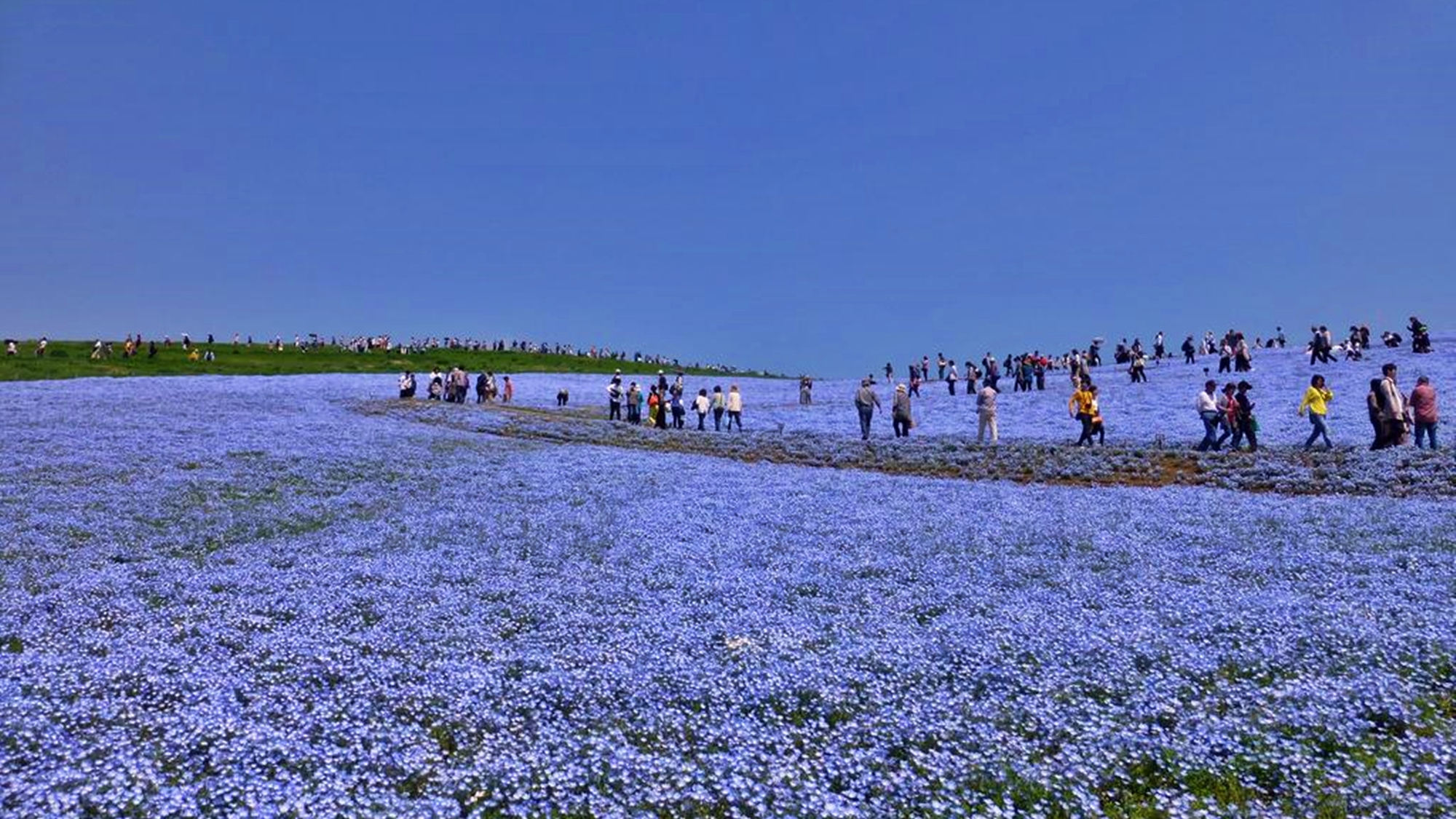 *周辺観光【国営ひたち海浜公園】春の風物詩：ネモフィラ。みはらしの丘一面に広がる絶景の青いお花畑。