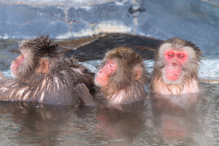 函館熱帯植物園　ニホンザルの入浴