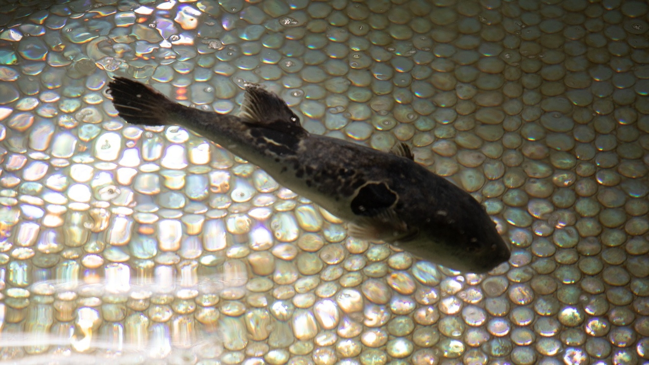 【天然ふく】鐘崎漁港直送-とらふく会席-◆本物の香り、旨み、食感を堪能するならコレ！【2〜3月限定】