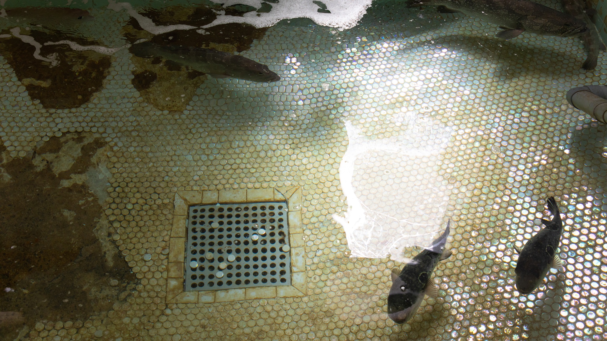 はつしろこだわりのふぐも、生簀で鮮度抜群！ふぐ料理を楽しむならはつしろへ。