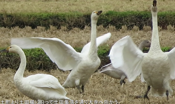 白鳥の舞