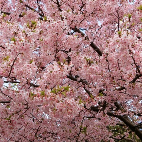 吉浜の桜