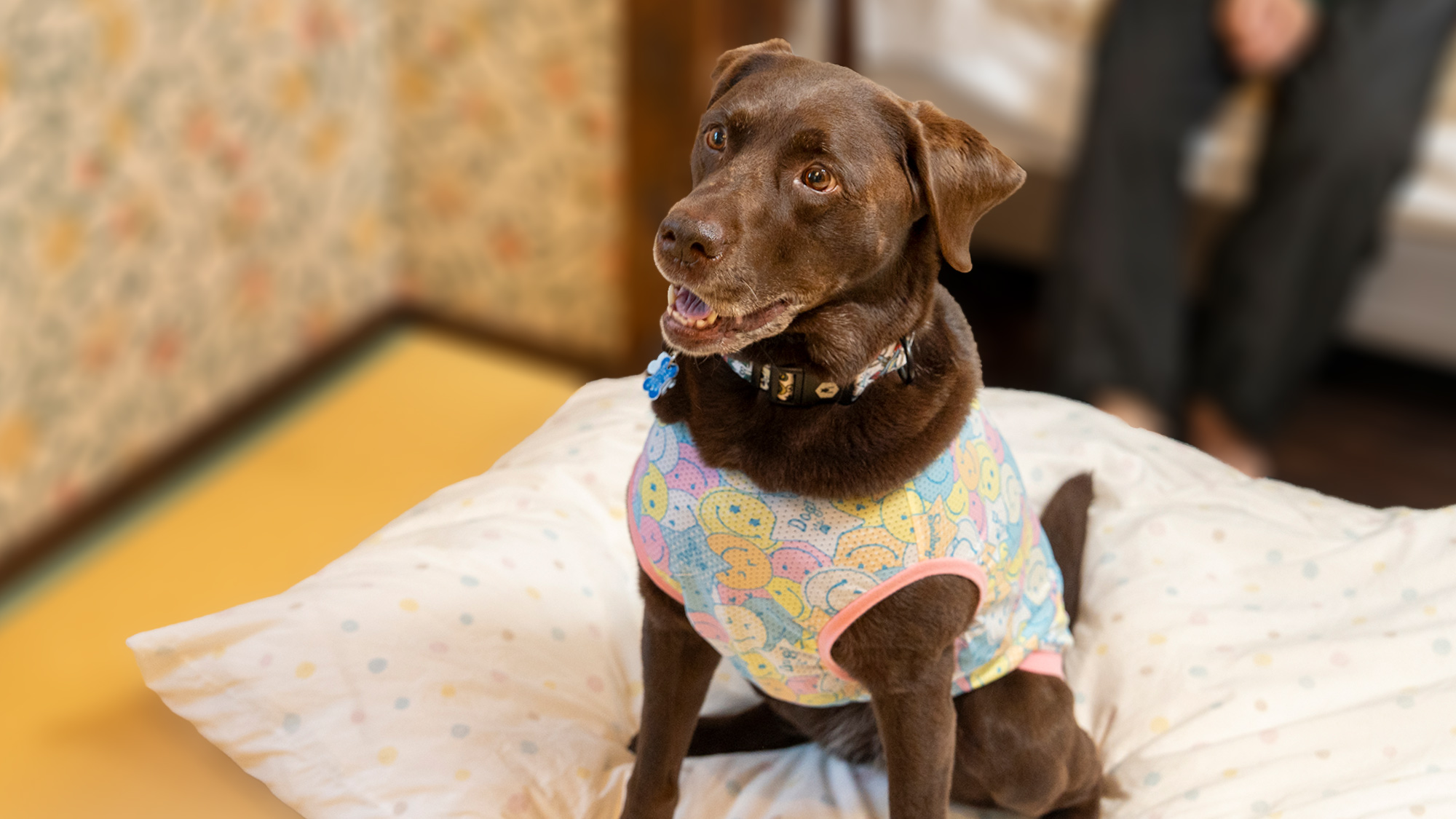 お部屋でくつろぐわんちゃん