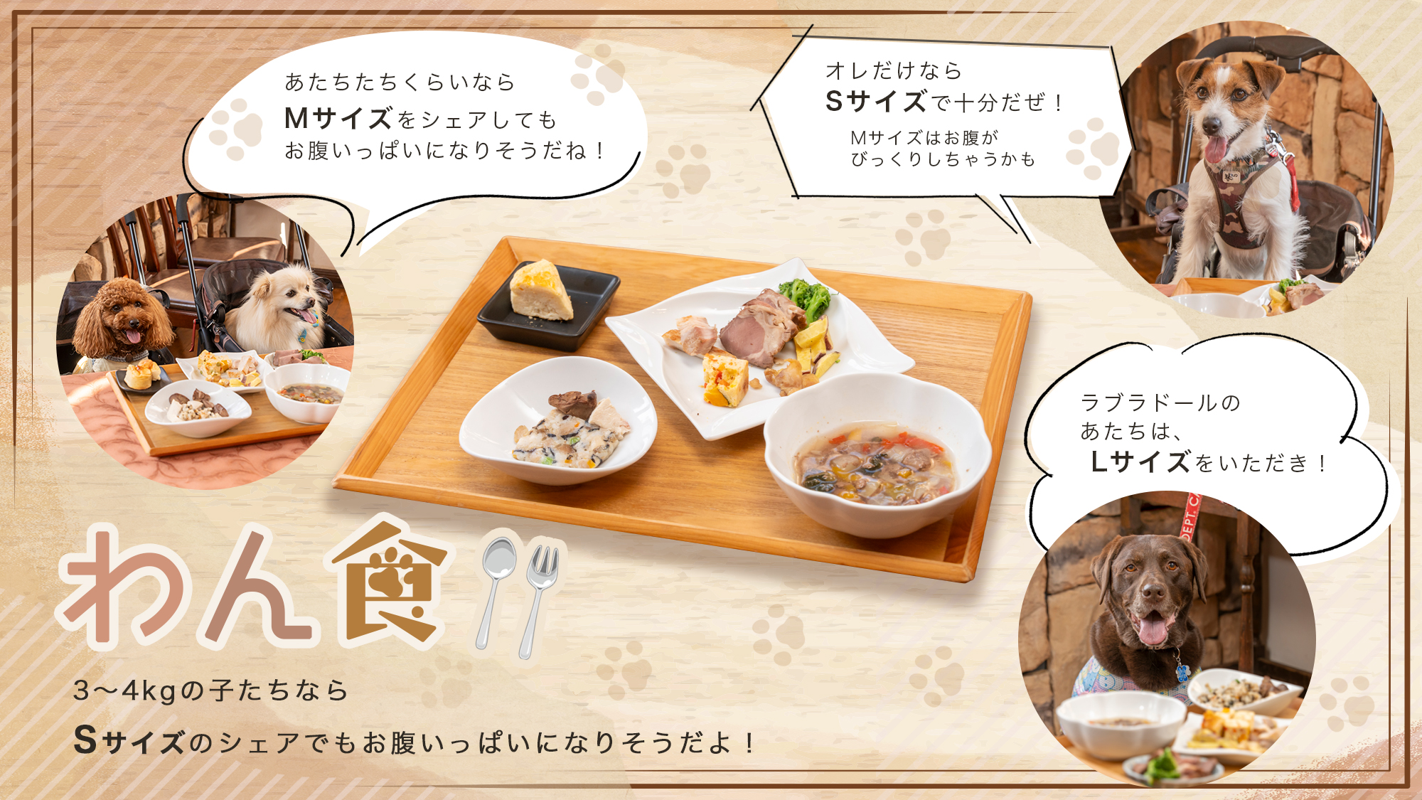 わん食のサイズについて