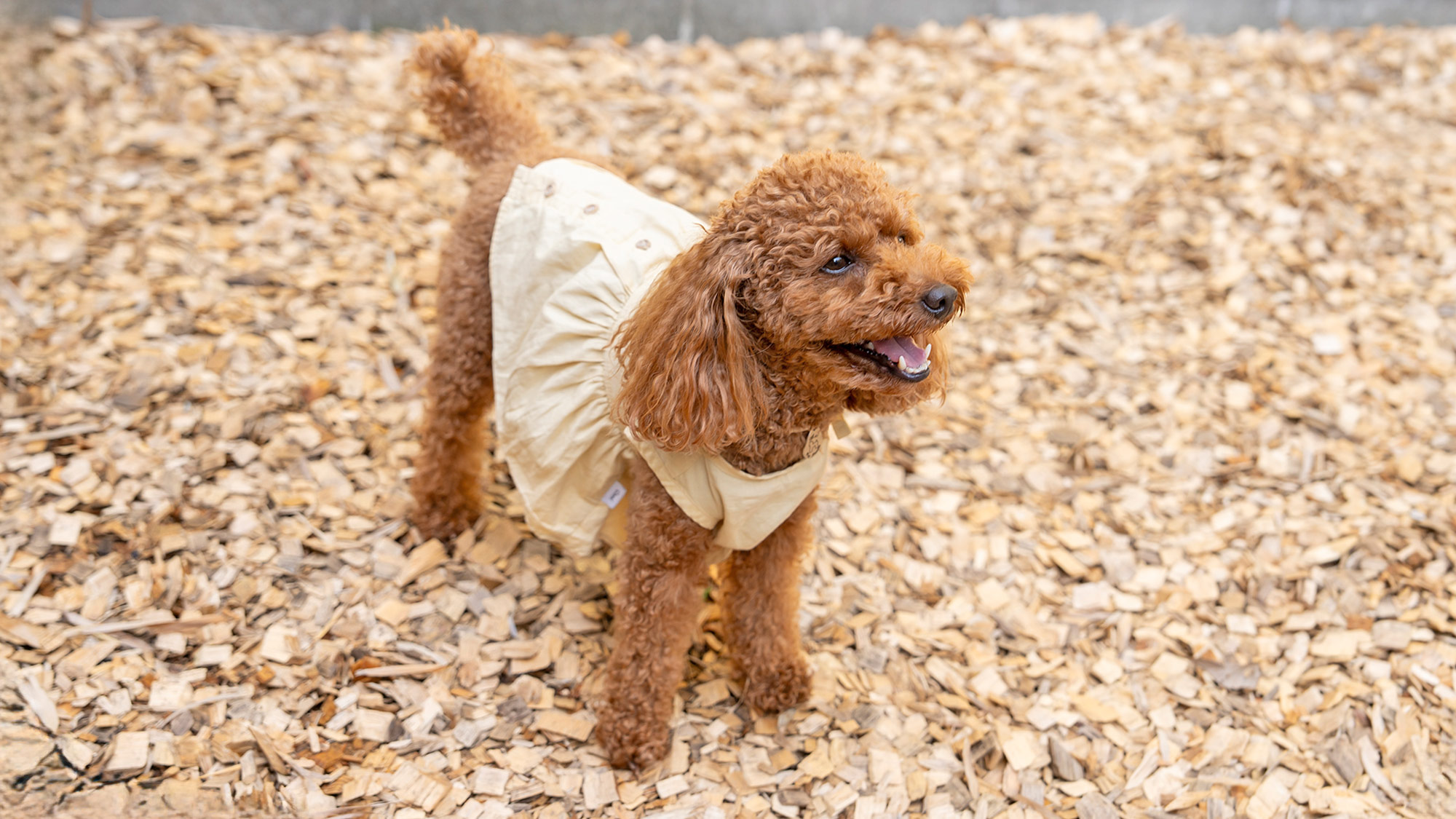 【客室ドッグラン：別館７号室】お外で走るのは気持ちがいいね！