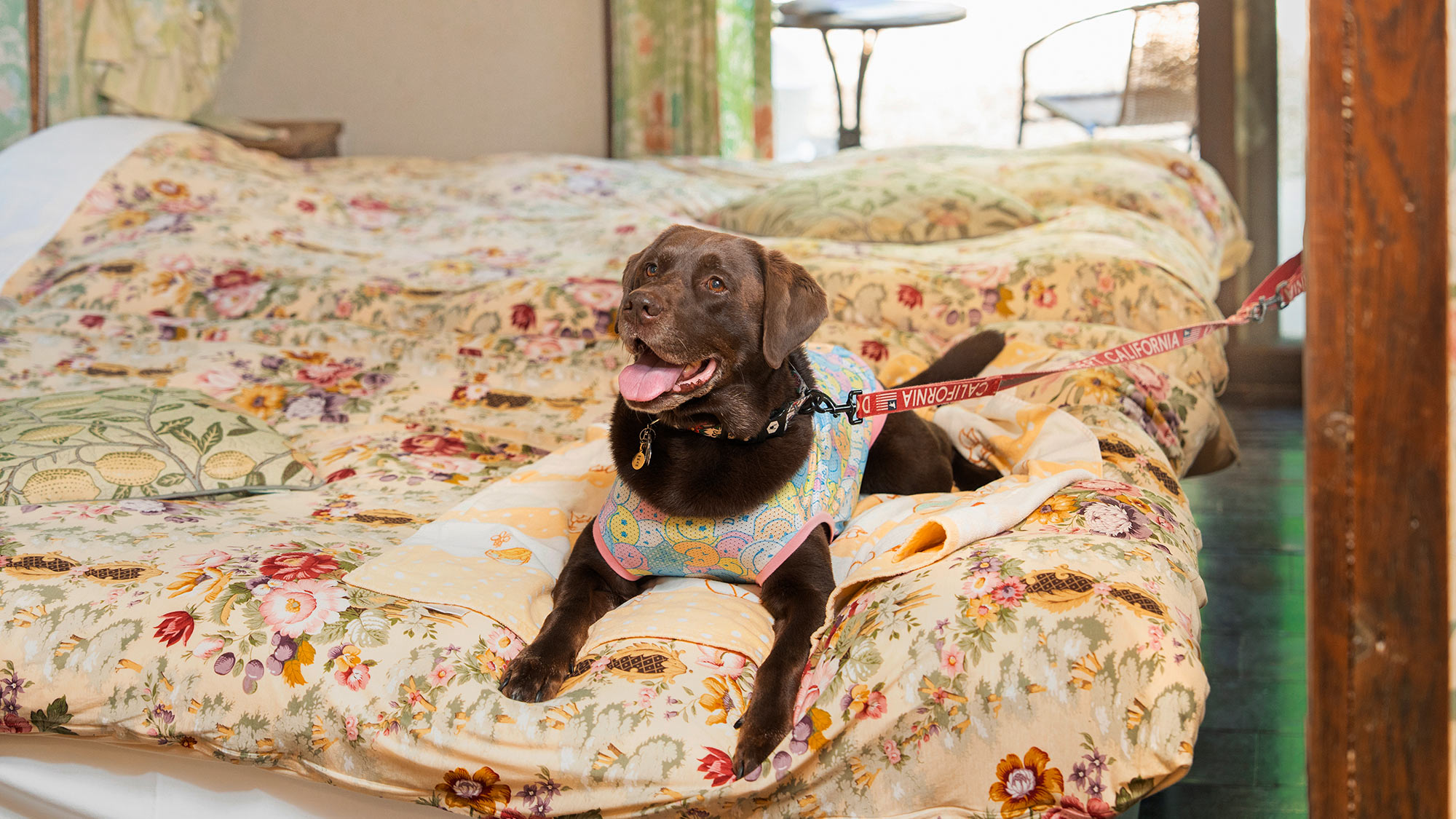 ふかふかのベッドで、ワンちゃんも一緒にお寛ぎいただけます。