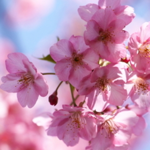 淡いピンクの桜が約1か月咲き続ける「河津桜」