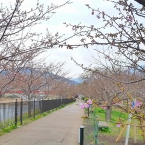 2012/02/24現在の河津桜（川沿い）