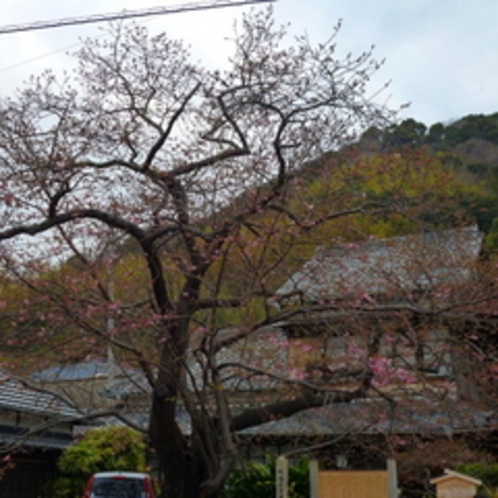 2012/02/24現在の河津桜（原木）今は２分咲きといったところでしょうか…