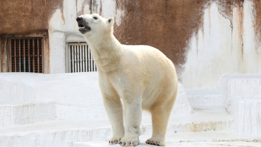 天王寺動物園シロクマ