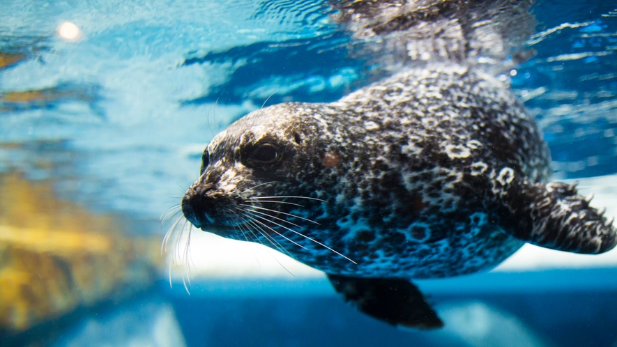 浅虫水族館／アザラシ海獣館