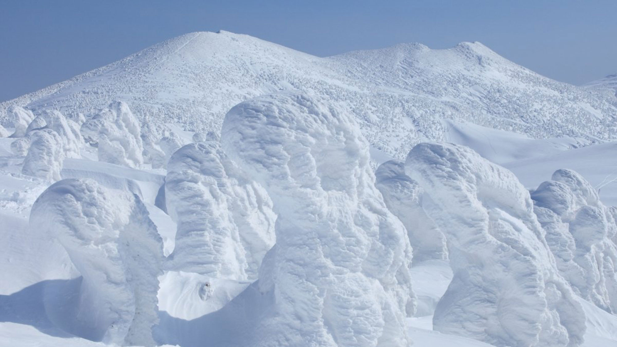 八甲田：樹氷群／アオモリトドマツに、氷と雪がぶつかりながら、自然が作り出すアートへと変貌する