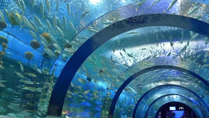 浅虫水族館／トンネル水槽