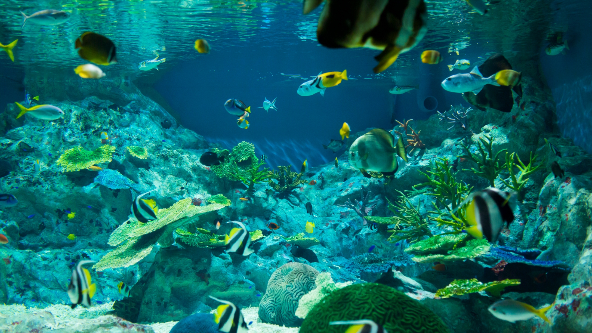 浅虫水族館／サンゴ礁の海