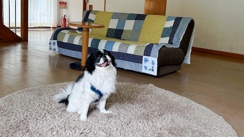 【1日1組限定】ペット泊まれる！中庭ドッグラン＆離れ客室でのびのび過ごせる【2食付】