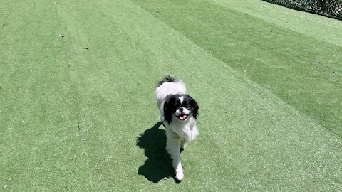 【1日1組限定】ペット泊まれる！中庭ドッグラン＆離れ客室でのびのび過ごせる【2食付】