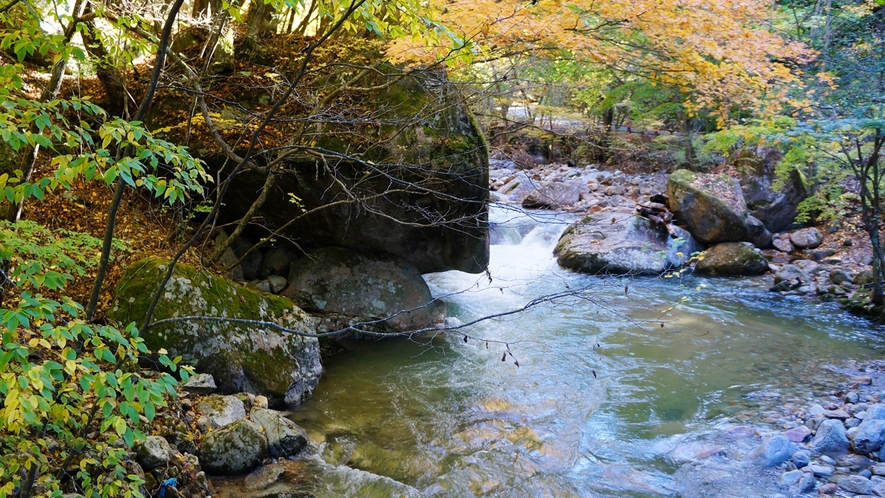 ＊紅葉/例年見頃10月下旬　本谷川と彩り鮮やかな紅葉はカメラマンに人気です。
