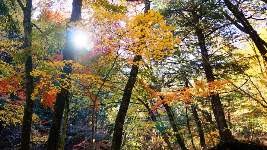 ＊紅葉/例年見頃10月下旬　本谷川と美しい紅葉　カメラをお忘れなく！