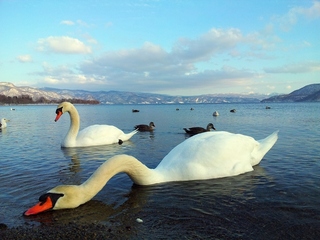 Swans