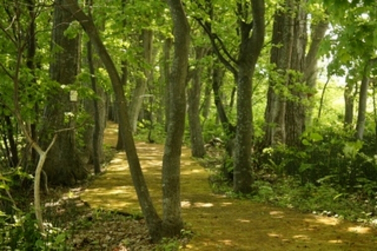 Hiking trail