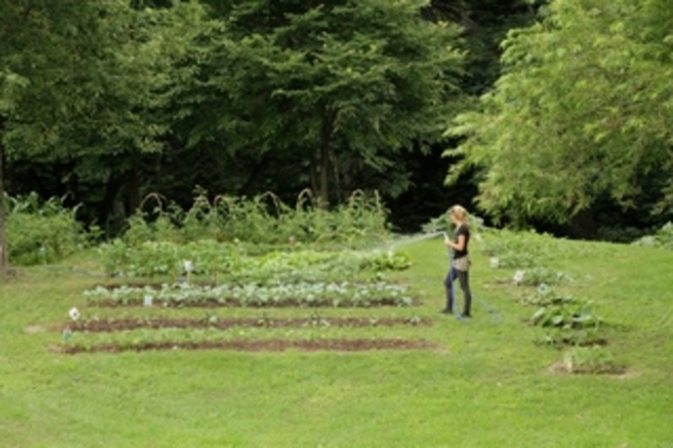 Organic vege garden
