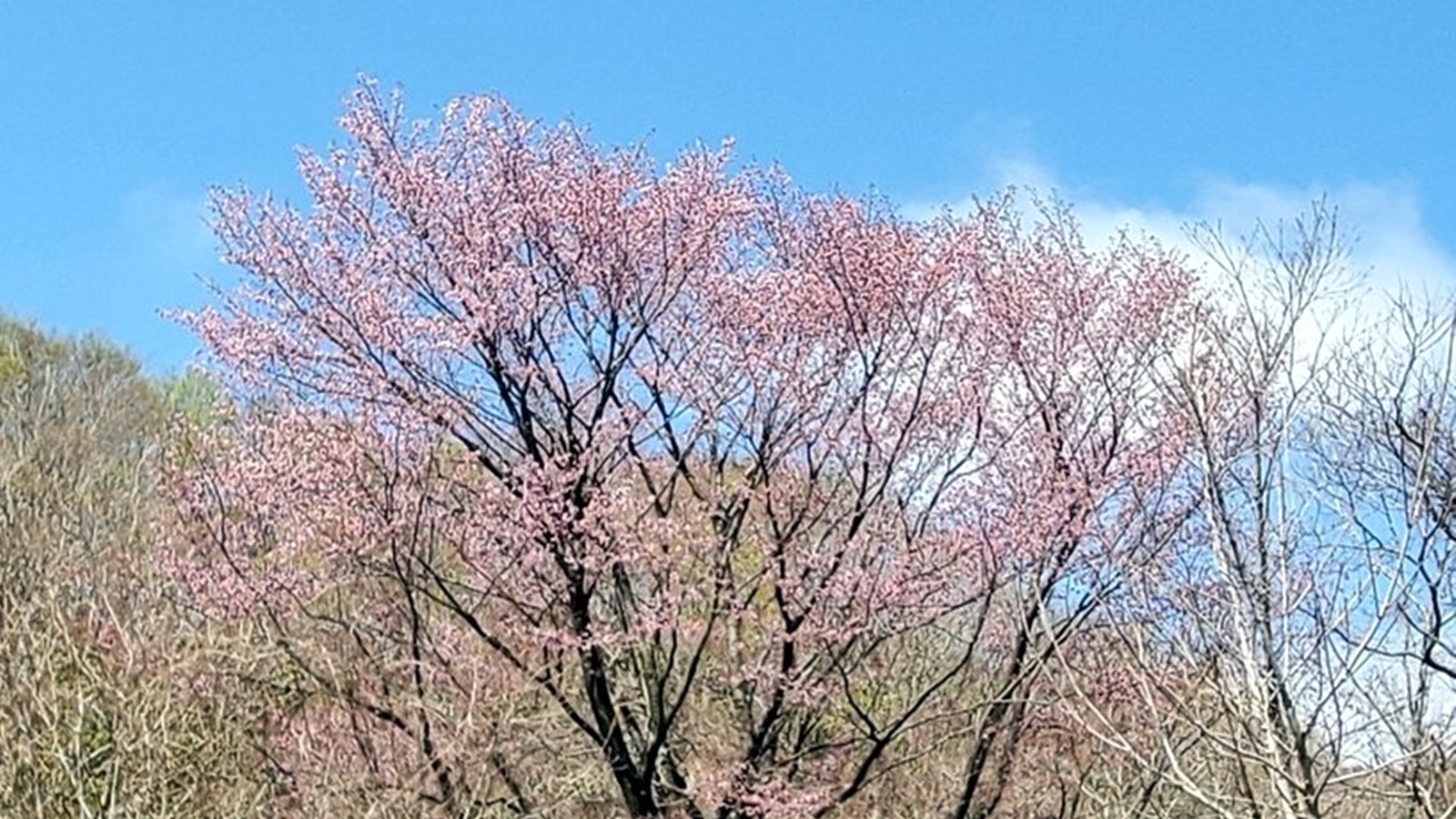 *鳥海高原ラインに咲く山桜