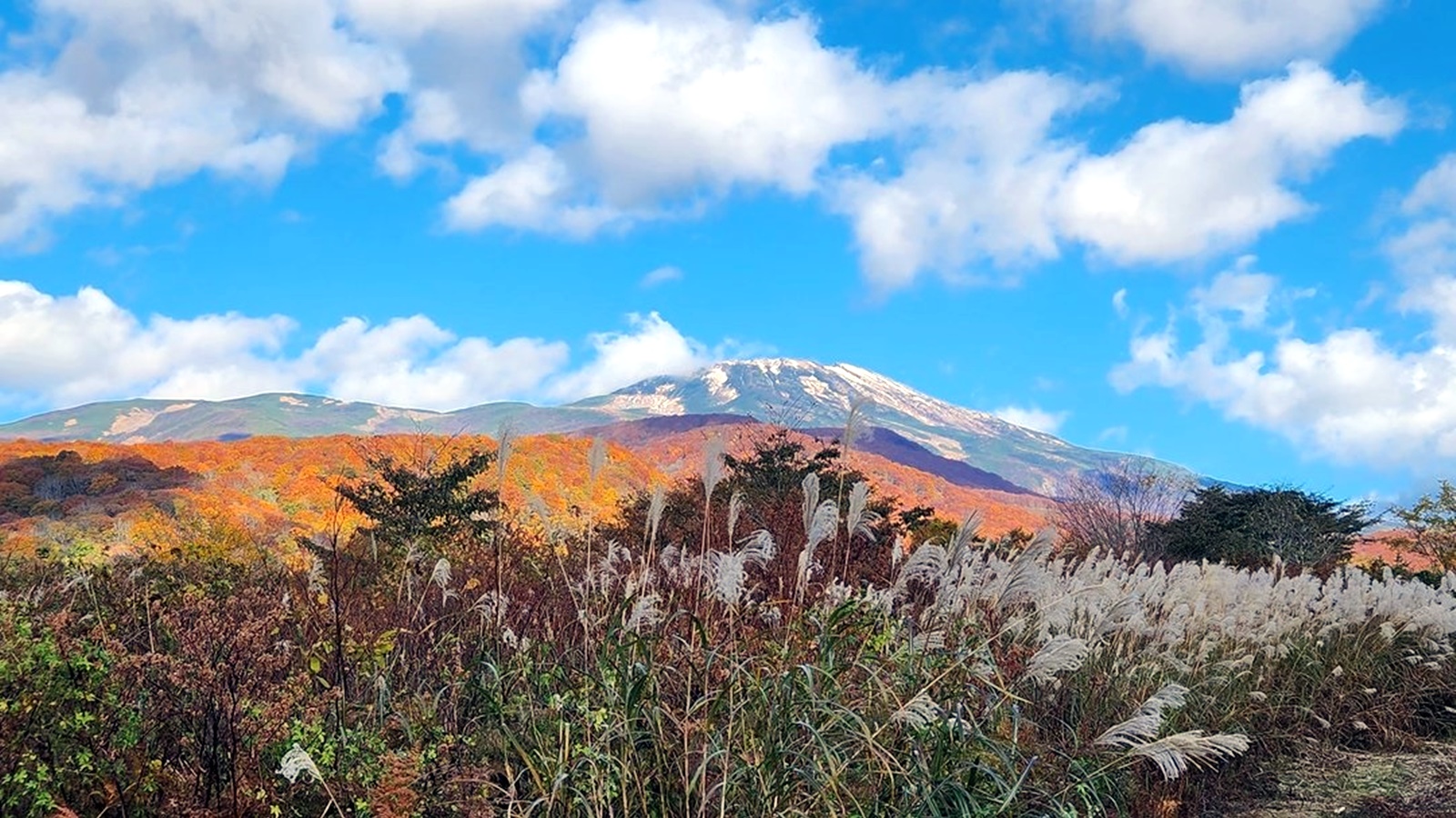 *ススキと鳳来山の紅葉を背景に冠雪した鳥海山