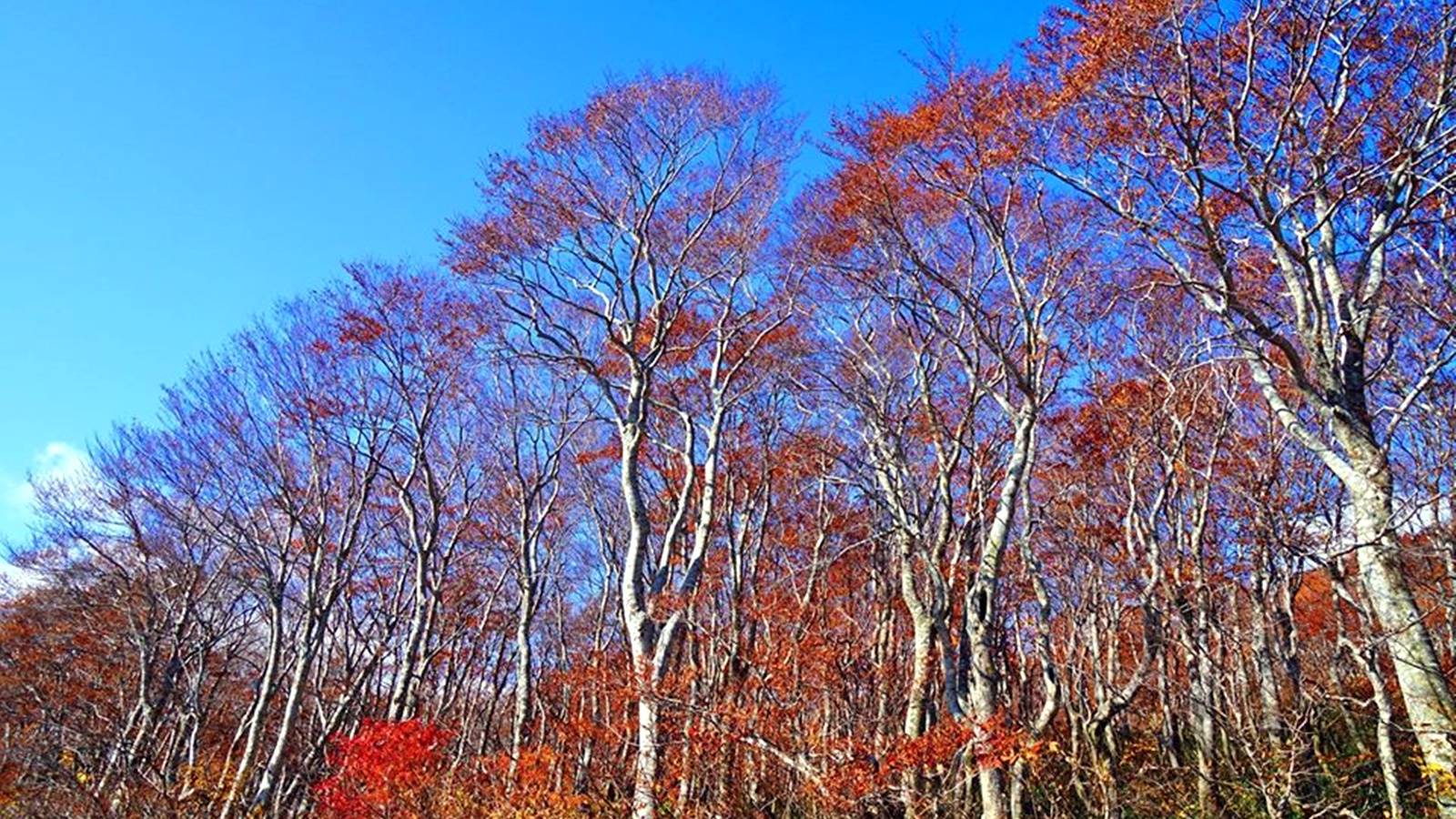 *周辺の紅葉