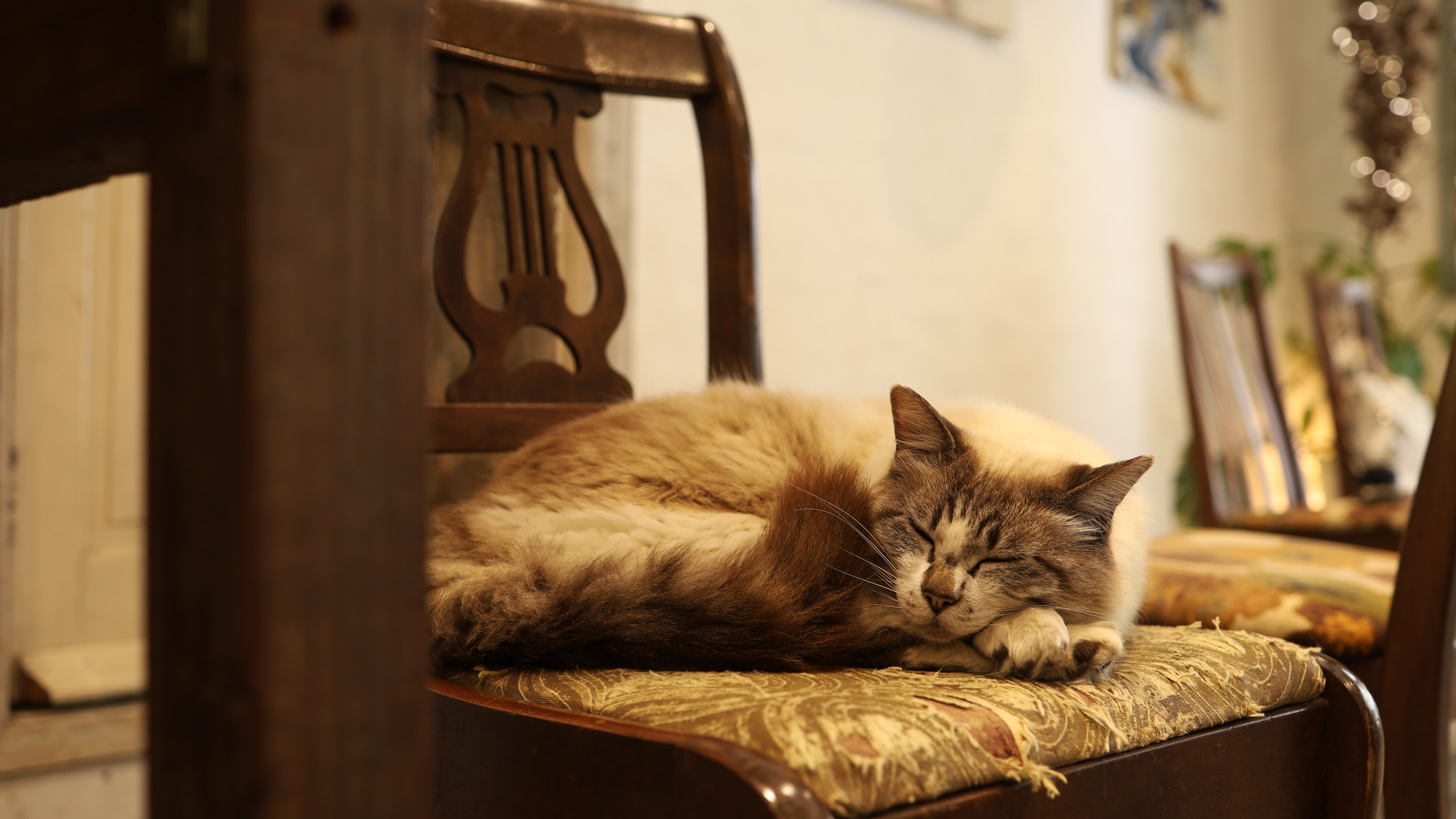 【看板猫のたろぴー】穏やかな間が流れる白浜ホテル