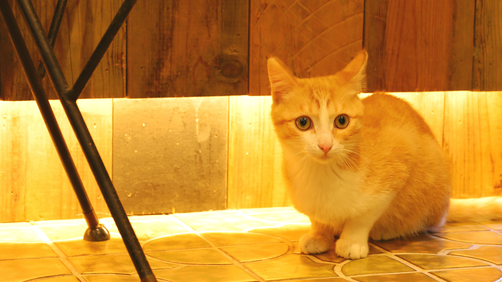 【看板猫のさんちゃん】最近仲間入りしたおちびちゃんです