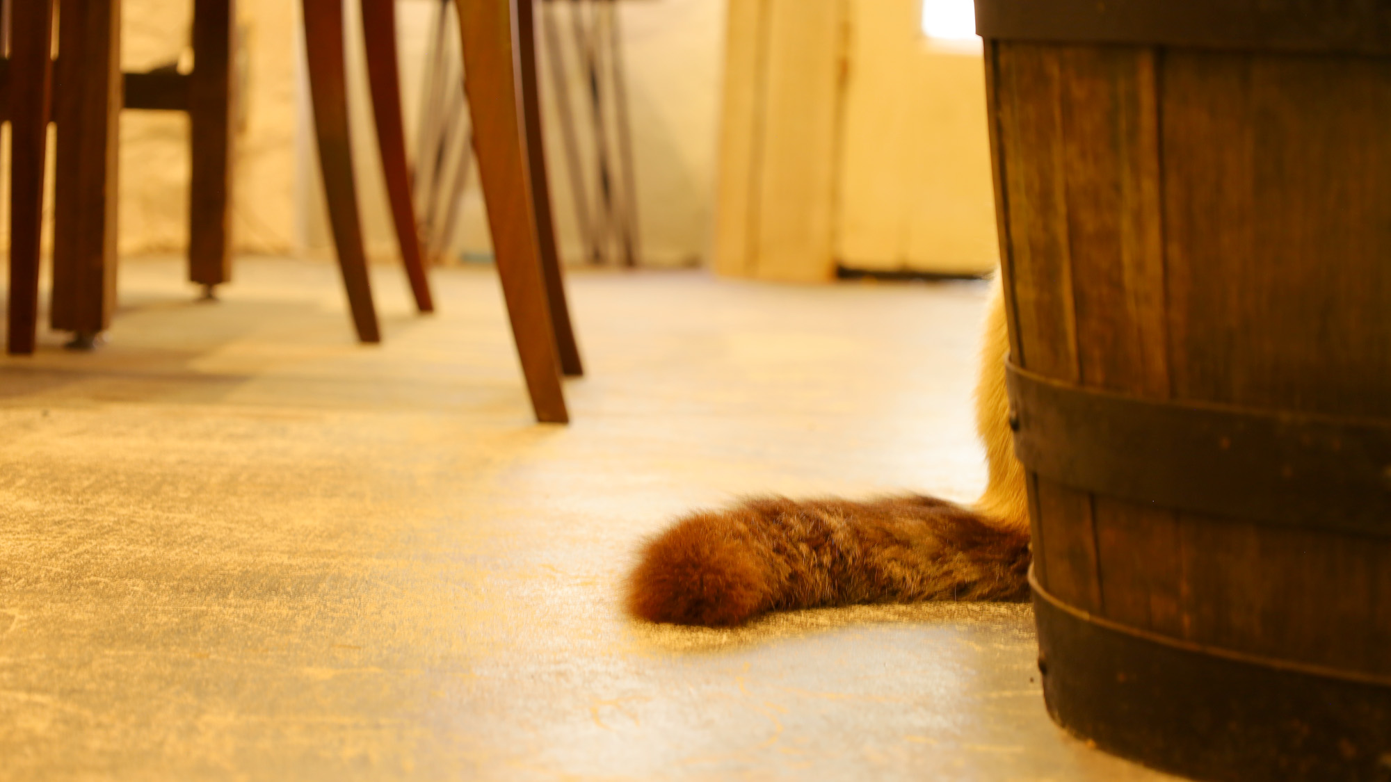 【イメージ】さんちゃん、しっぽが隠れていないよ～