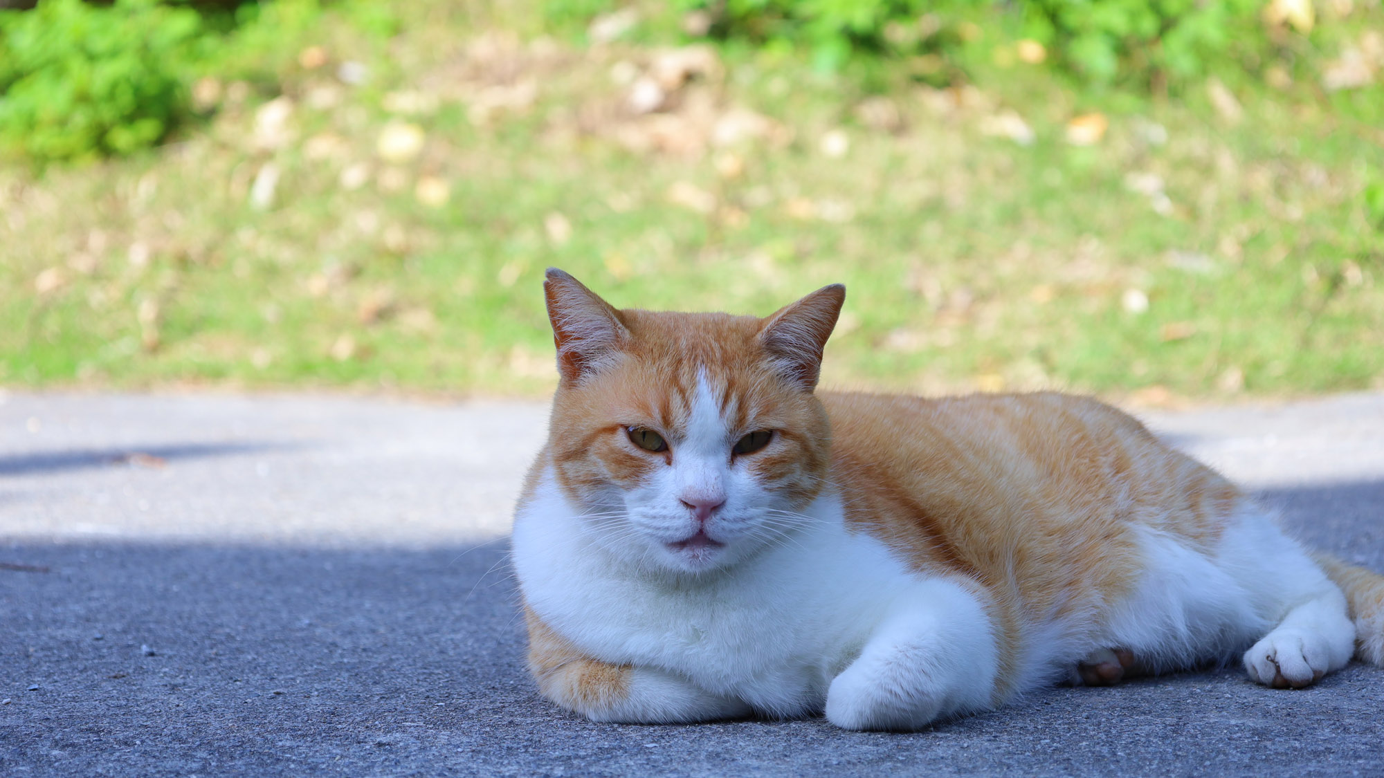 【イメージ】ふっくらもちもちな看板ネコちび
