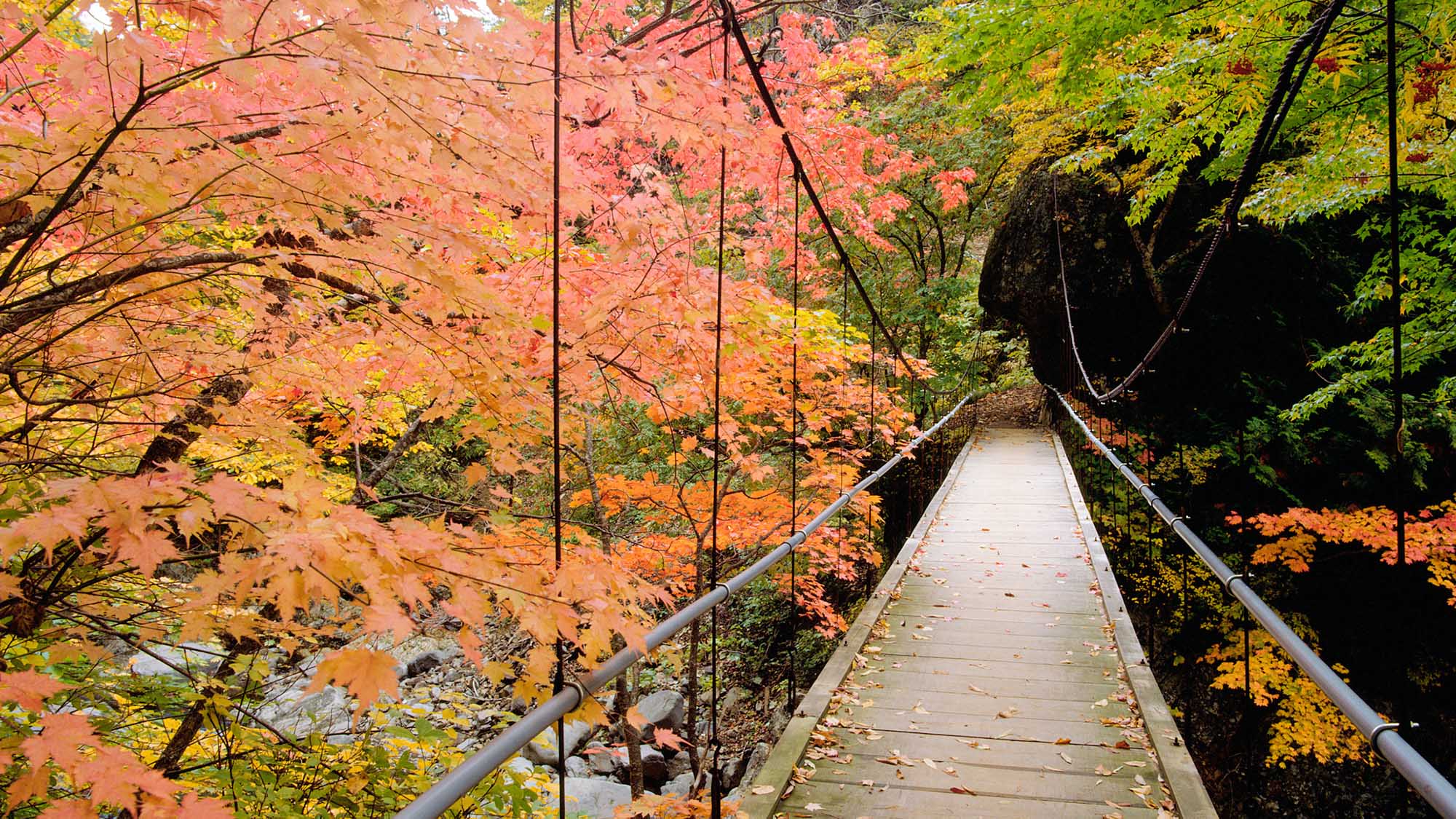 ・【吊り橋】秋は紅葉が美しく、木々の中を歩いているかのようです